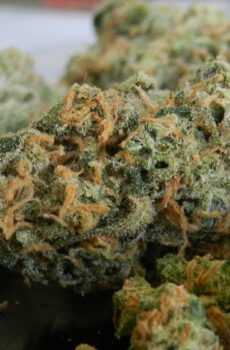 Durban Dream